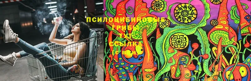 закладка  Баймак  Галлюциногенные грибы Cubensis 